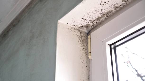 Best Toxic Mold Removal  in Salem Heights, OH