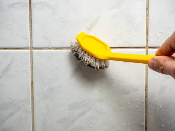Best Mold Damage Repair  in Salem Heights, OH