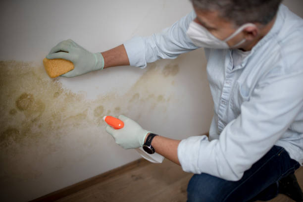 Best Fast Mold Removal  in Salem Heights, OH