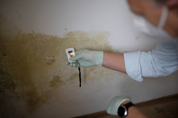Best Mold Cleaning Services  in Salem Heights, OH